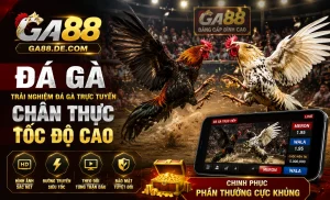 Thomo Đêm Nay Thomo Đêm Nay tại ga88 Đá Gà